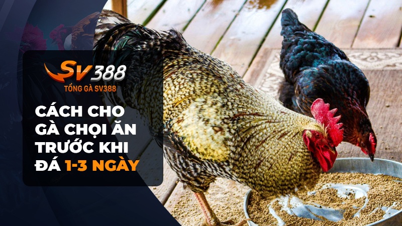 Cách cho gà chọi ăn gì trước khi đá 1-3 ngày