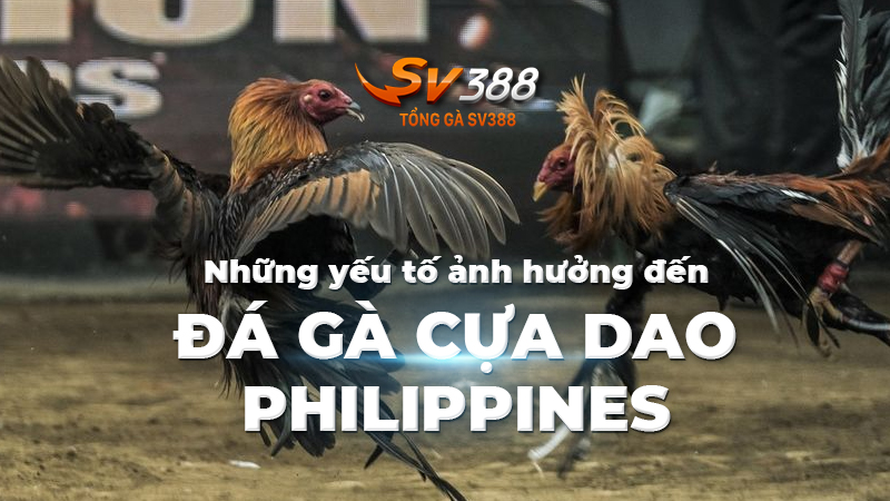 Các yếu tố ảnh hưởng đến đá gà cựa dao Philippines