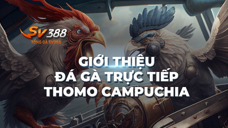 Giới thiệu về đá gà trực tiếp Thomo Campuchia