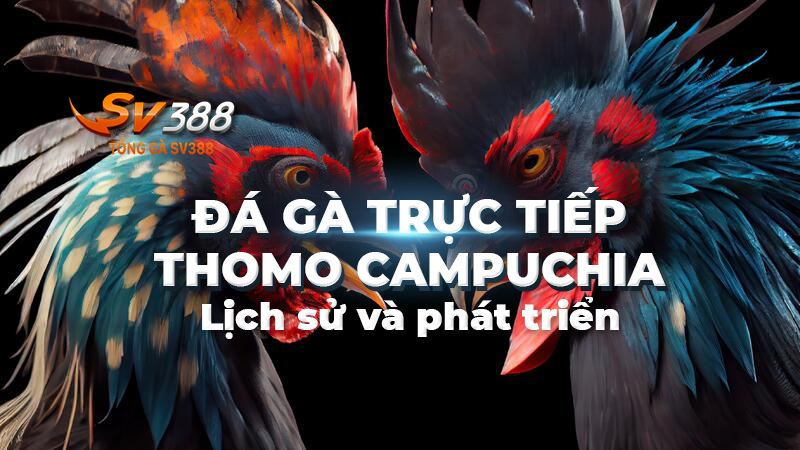 Lịch sử và phát triển của đá gà trực tiếp Thomo Campuchia