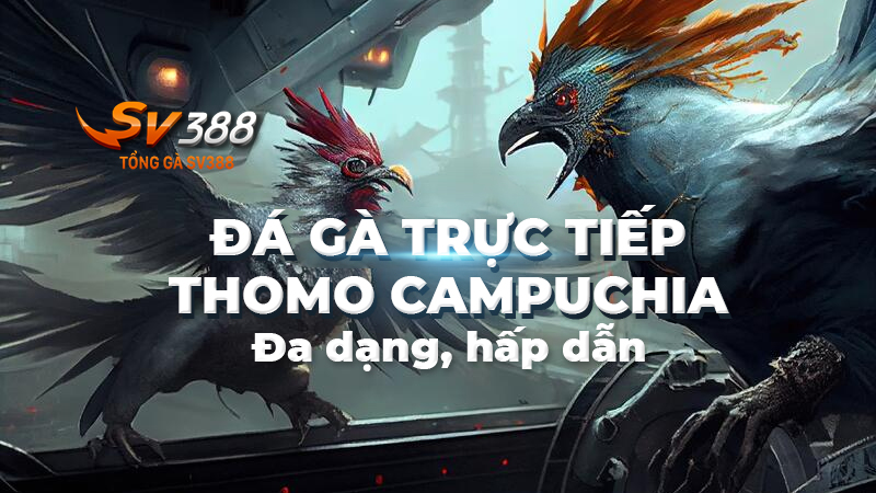 Đặc điểm nổi bật của đá gà trực tiếp Thomo Campuchia