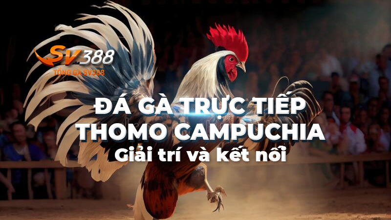 Lợi ích tham gia đá gà trực tiếp Thomo Campuchia tại SV388