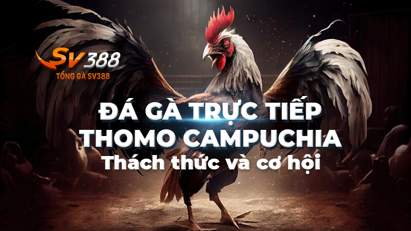 Những thách thức và cơ hội của đá gà trực tiếp Thomo Campuchia