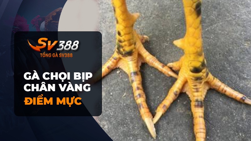 Gà chọi bịp chân vàng điểm mực