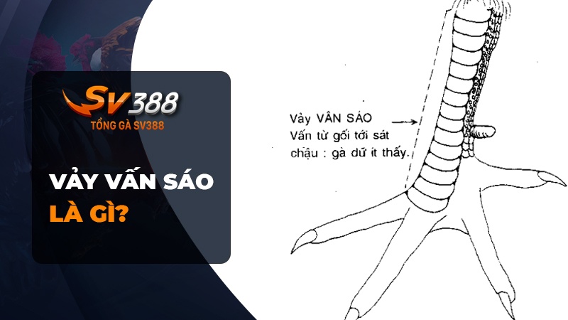 Gà chọi chân vấn sáo cựa lục đinh - Vảy vấn sáo là gì?