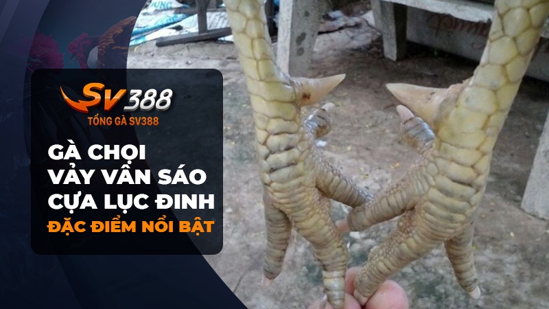 Đặc điểm của gà chọi chân vấn sáo cựa lục đinh