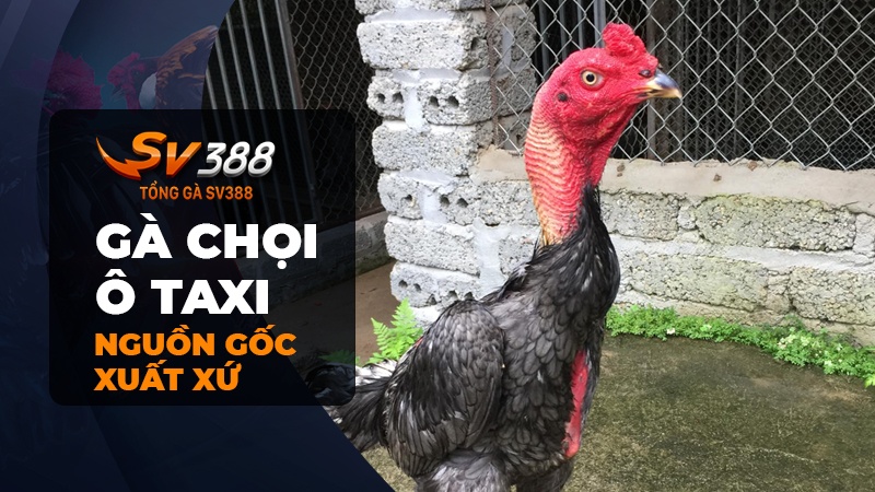 Nguồn gốc gà chọi Ô Taxi