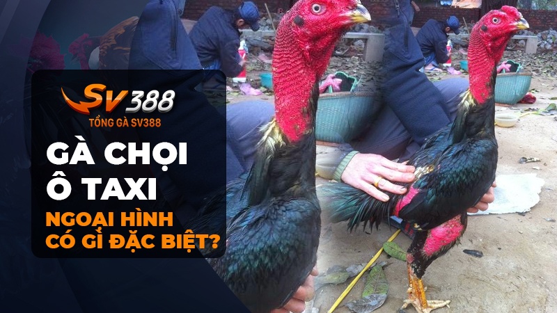 Ngoại hình gà chọi Ô Taxi có gì nổi bật?