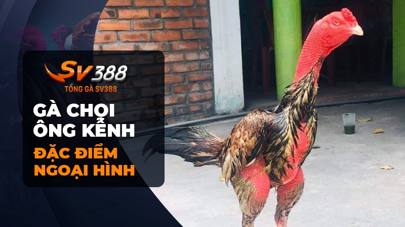 Đặc điểm ngoại hình gà chọi Ông Kễnh