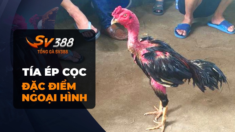 Đặc điểm ngoại hình gà chọi Tía Ép Cọc