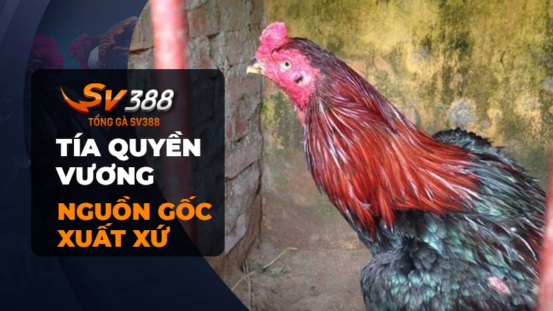 Nguồn gốc xuất xứ của gà chọi Tía Quyền Vương