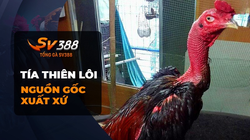 Nguồn gốc của gà chọi Tía Thiên Lôi