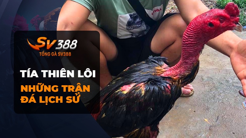 Những trận đấu lịch sử làm nên tên tuổi của gà chọi Tía Thiên Lôi