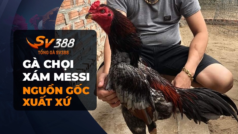 Nguồn gốc xuất xứ của gà chọi Xám Messi