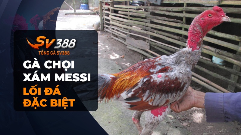 Gà chọi Xám Messi có lối đá đặc biệt