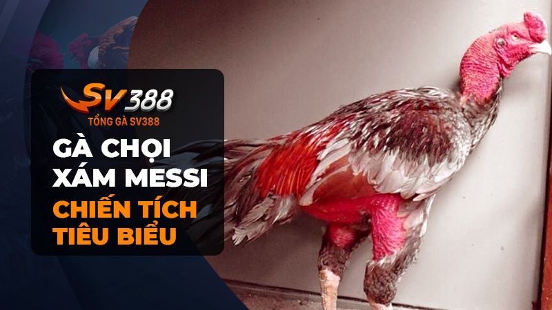 Chiến tích tiêu biểu của gà chọi Xám Messi