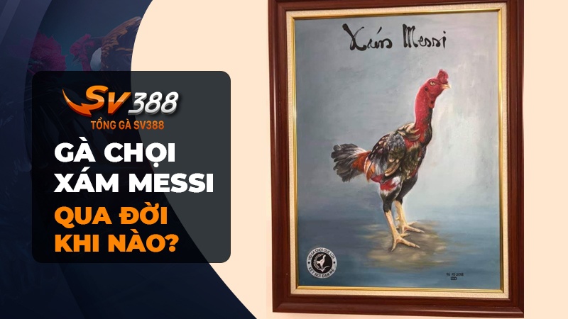 Gà chọi Xám Messi qua đời khi nào?