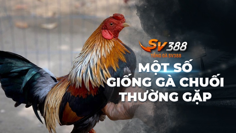 Một số giống gà chuối thường gặp