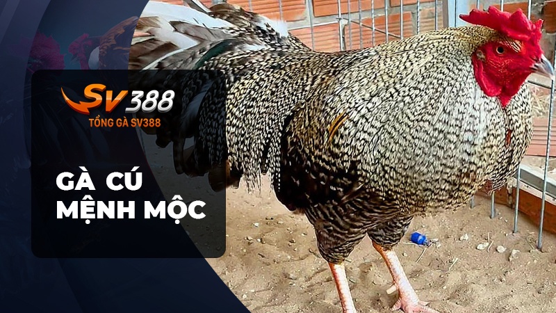 Gà cú mệnh mộc