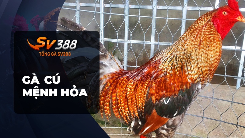 Gà cú mệnh hỏa