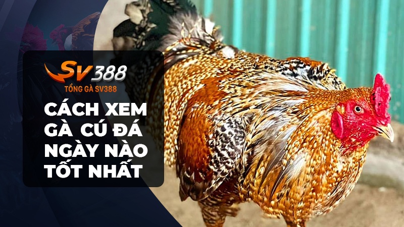 Cách xem gà cú đá ngày nào tốt nhất