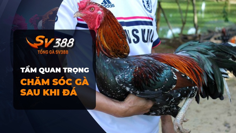 Tầm quan trọng của thức ăn cung cấp cho gà sau khi đá