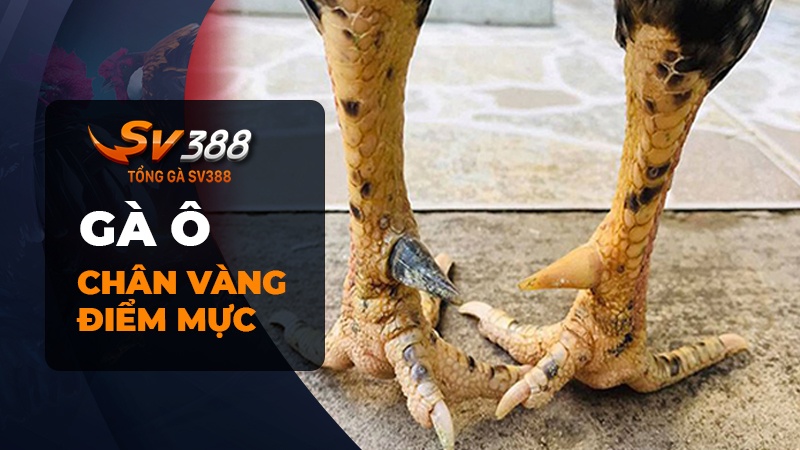 Gà ô đá ngày nào tốt nhất - Gà ô chân vàng điểm mực