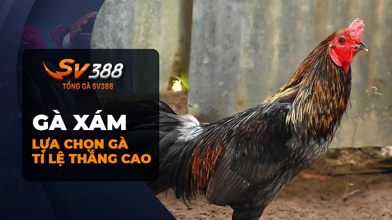 Cách lựa chọn gà xám ra trận xác xuất thắng cao