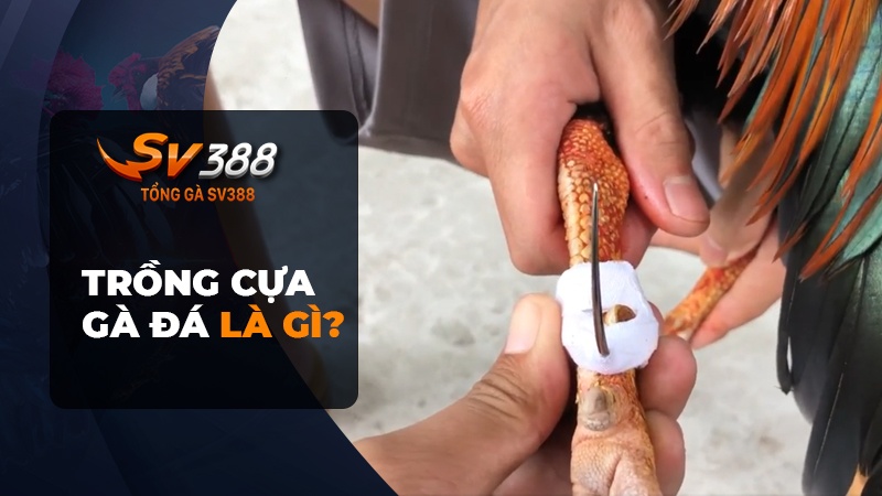 Trồng cựa gà đá là gì?