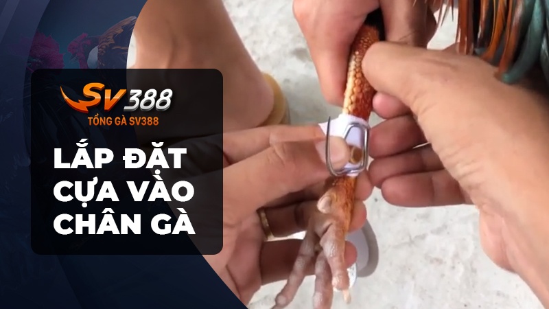 Cách trồng cựa gà đá - Lắp cựa vào chân gà