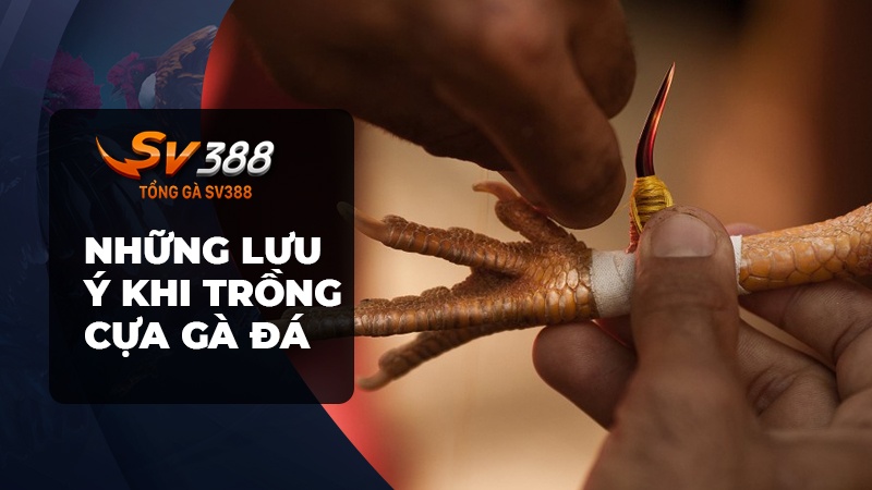 Những lưu ý khi trồng cựa gà đá