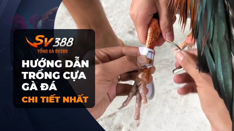 Cách trồng cựa gà đá | Hướng dẫn cách băng cựa gà đá tiền lớn