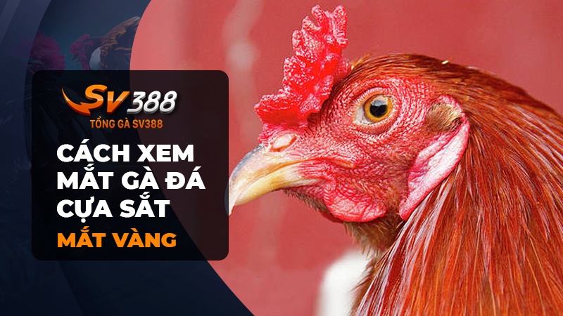 Cách xem mắt gà đá cựa sắt - mắt vàng