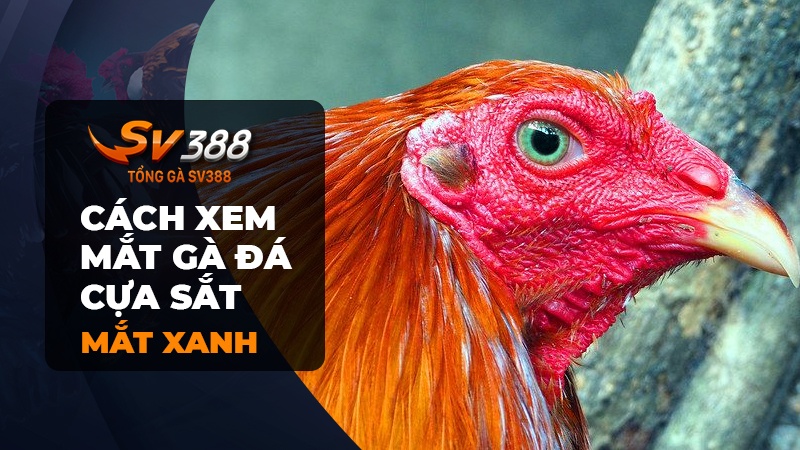 Cách xem mắt gà đá cựa sắt - mắt xanh