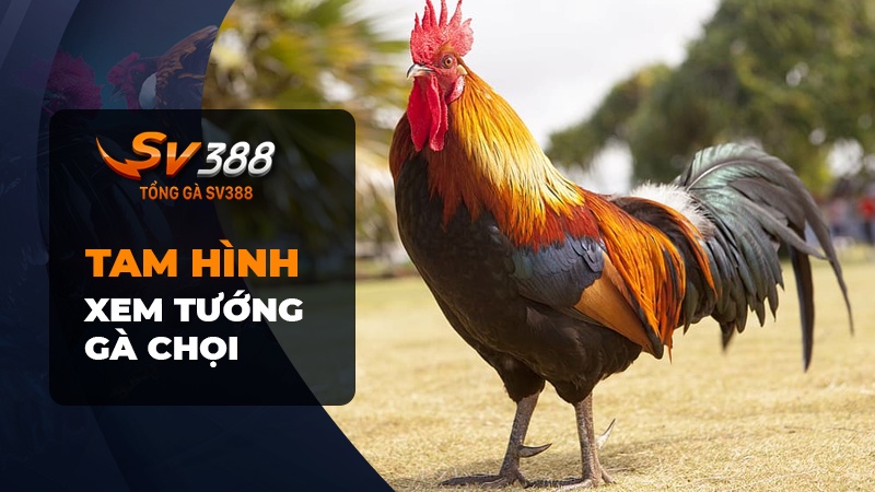 Tam hình- Xem tướng gà chọi thần kê qua hình dáng