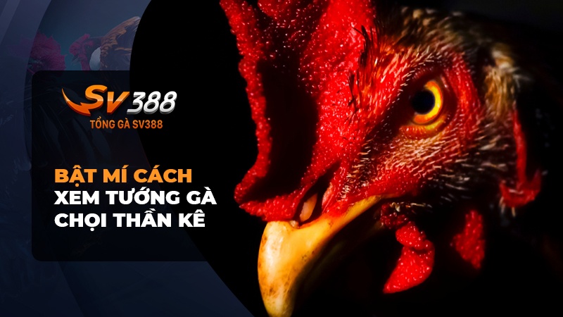 Bí mật cách xem tướng gà chọi thần kê ít ai biết