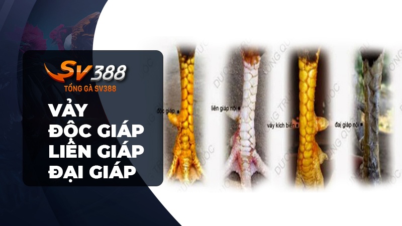 Cách xem vảy gà đá - Vảy độc giáp, liên giáp, đại giáp