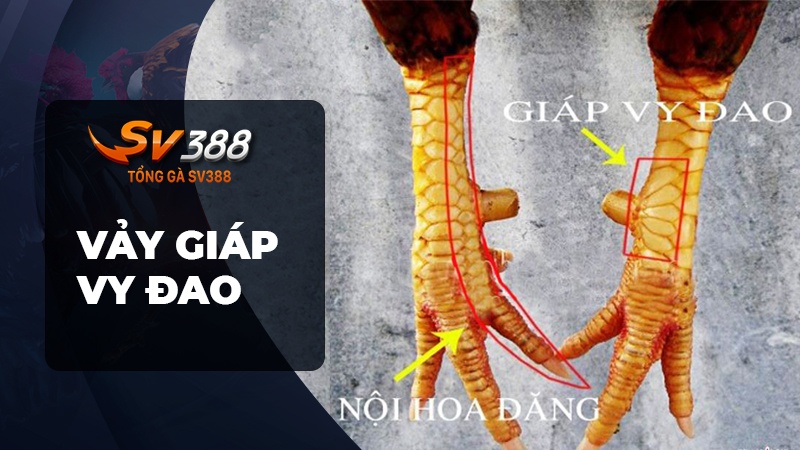 Cách xem vảy gà đá - Vảy giáp vy đao