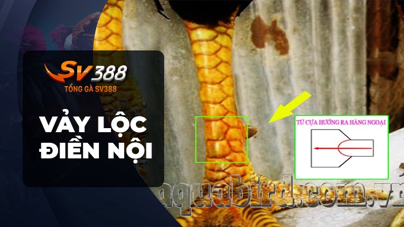 Cách xem vảy gà đá - Vảy lộc điền nội