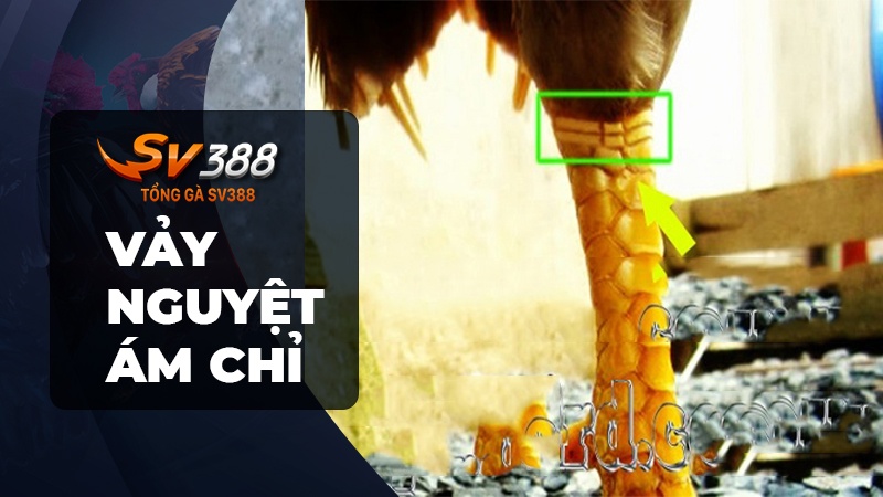 Cách xem vảy gà đá - Vảy gà nguyệt ám chỉ