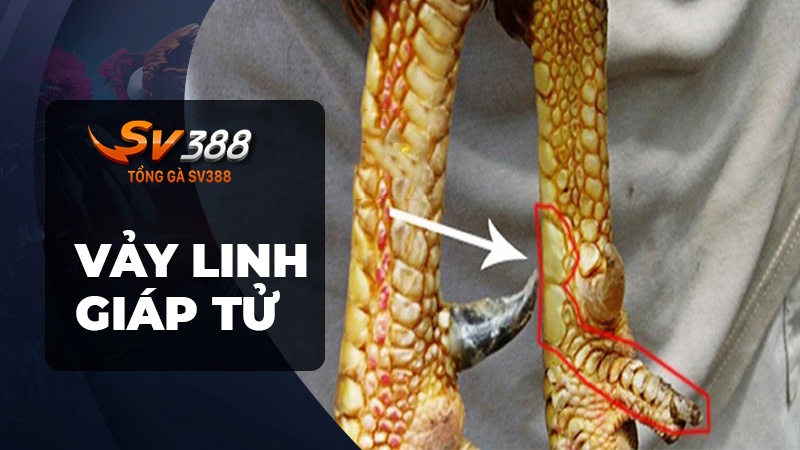 Cách xem vảy gà đá - Vảy linh giáp tử