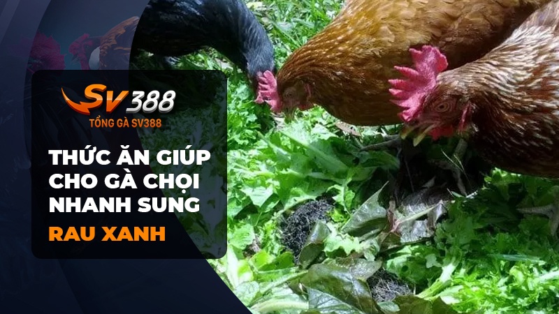 Ăn rau bổ sung chất xơ giúp cho gà chọi ăn gì nhanh sung?