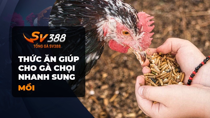 Ăn các loại mồi chứa chất tanh giúp cho gà chọi nhanh sung