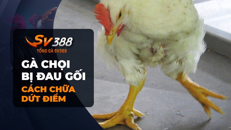 Cách chữa gà chọi bị đau gối