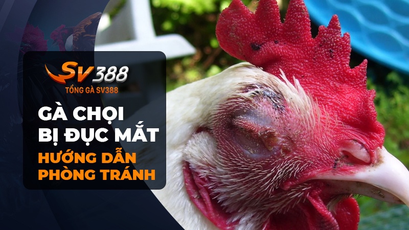 Cách phòng tránh gà chọi bị đục mắt