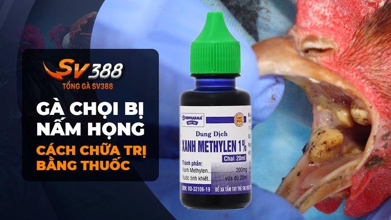 Chữa gà chọi bị nấm họng bằng thuốc tím