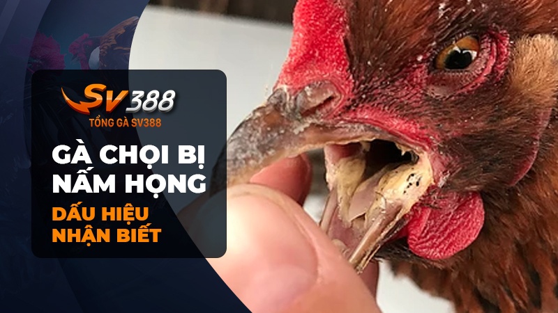 Dấu hiệu nhận biết gà chọi bị nấm họng