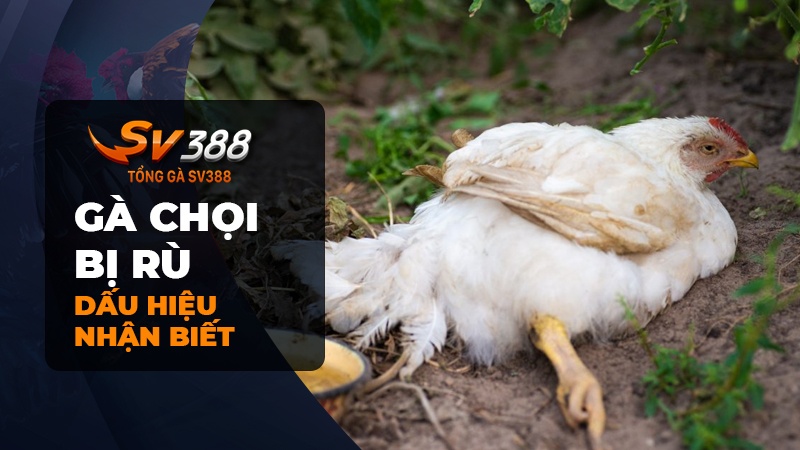 Dấu hiệu nhận biết gà chọi bị rù