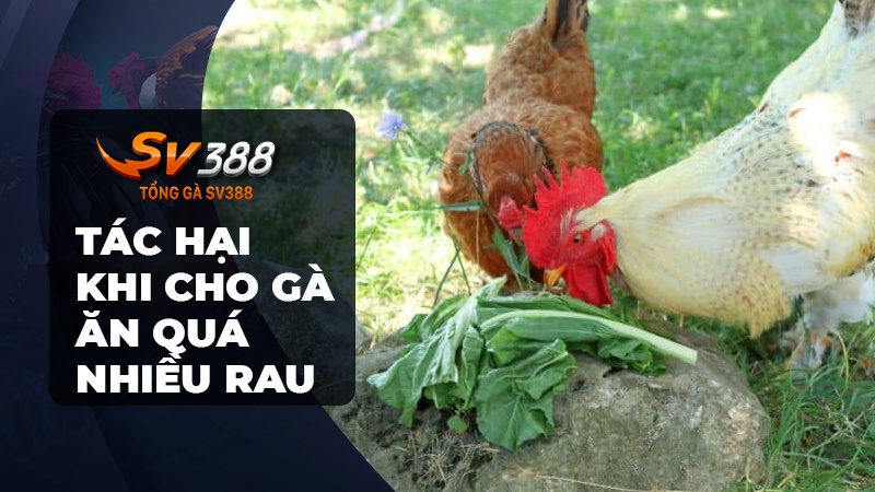 Tác hại khi gà ăn quá nhiều rau