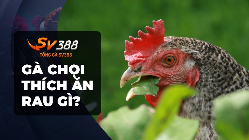 Gà chọi thích ăn rau gì nhất?